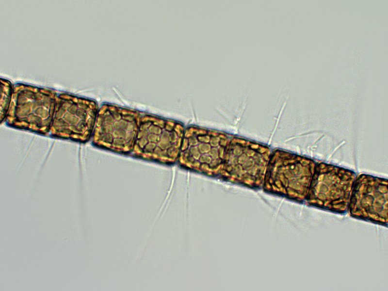 Prima alga osservata